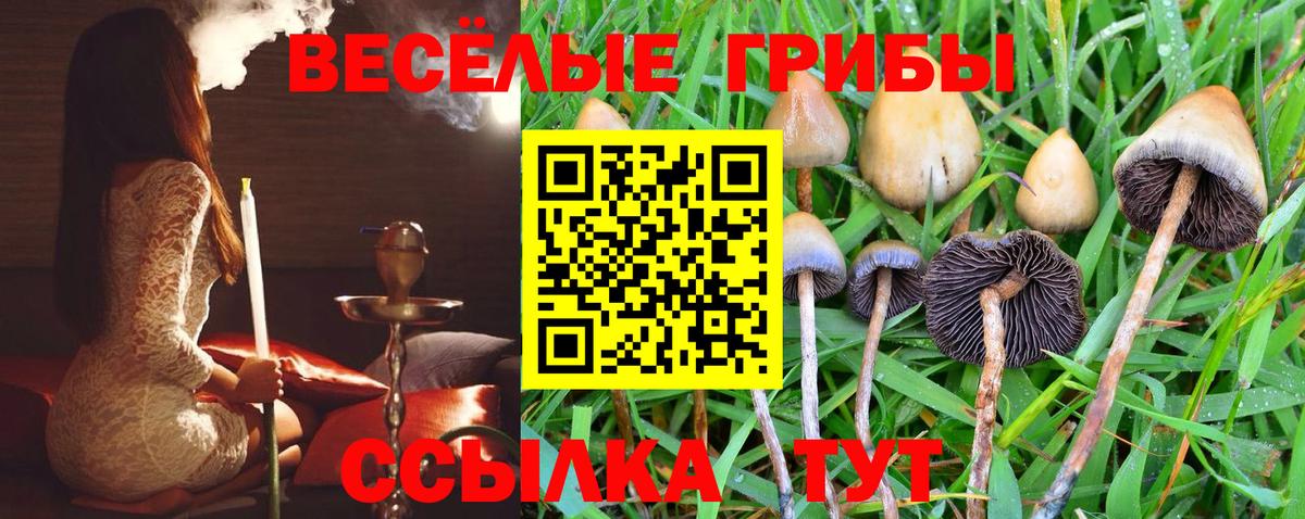 Псилоцибиновые грибы Cubensis Краснознаменск